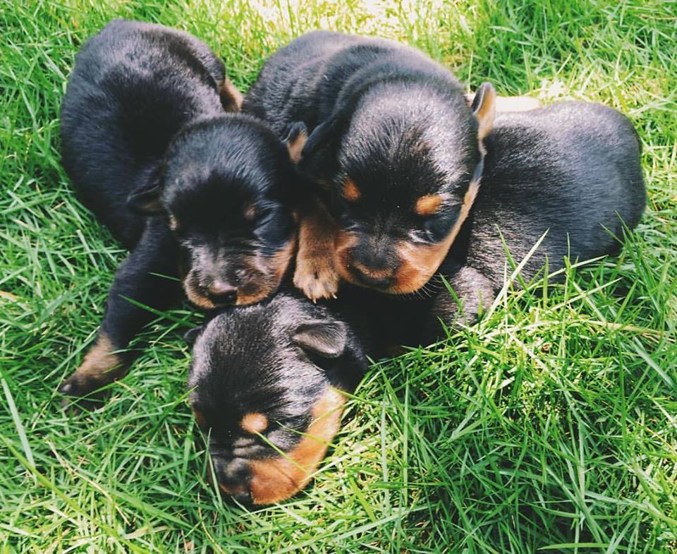 12523879_10156734503300553_6329200331548954799_n